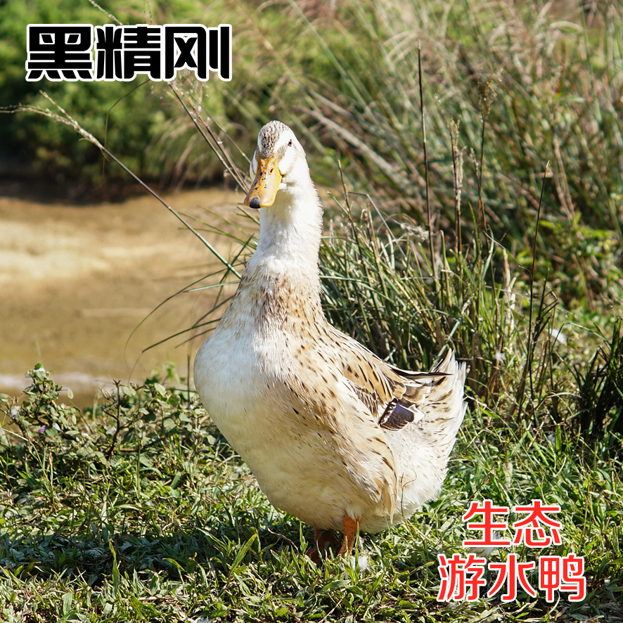 【黑精刚】茂名钜园农业黑精刚天然放养游水鸭3年老鸭整鸭豪华礼盒