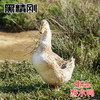 【黑精刚】茂名钜园农业黑精刚天然放养游水鸭3年老鸭整鸭豪华礼盒 商品缩略图0