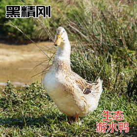 【黑精刚】茂名钜园农业黑精刚天然放养游水鸭3年老鸭整鸭豪华礼盒