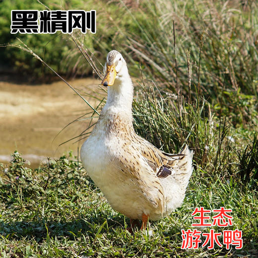 【黑精刚】茂名钜园农业黑精刚天然放养游水鸭3年老鸭整鸭豪华礼盒 商品图0