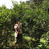 基诺古树茶 晒红 生普 月光白 回甘长久 |公平贸易 基地直发 包邮 * Jino Ancient Tea | Fair Trade 商品缩略图1