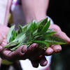 基诺古树茶 晒红 生普 月光白 回甘长久 |公平贸易 基地直发 包邮 * Jino Ancient Tea | Fair Trade 商品缩略图0