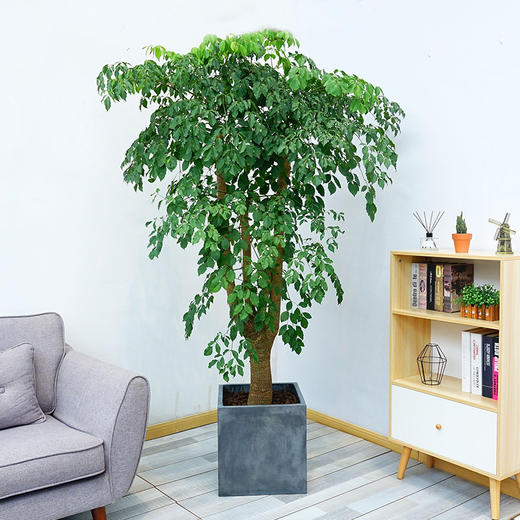 幸福树盆栽大型绿植盆栽送乔迁开张开业家居摆放净化空气北欧水泥盆