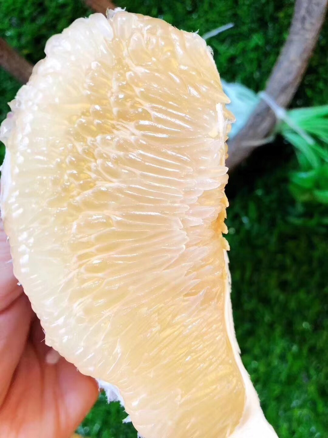 月阳果小甜柚一年一度的有机柚终于口感达到最佳均采自十年以上老树