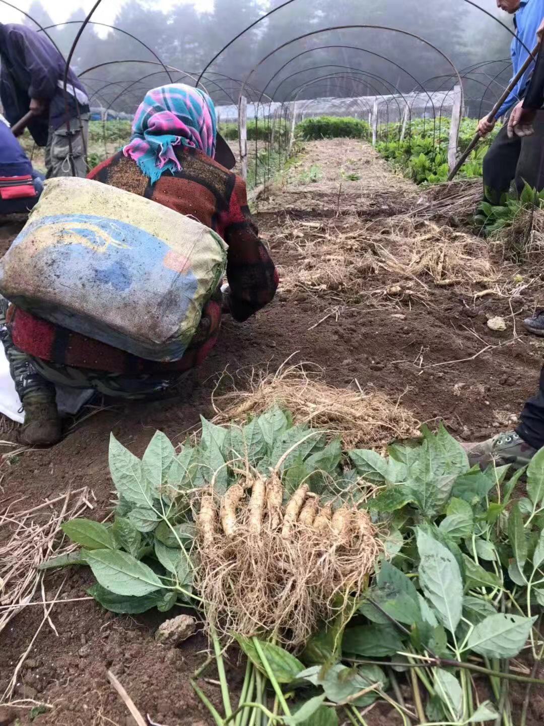 长白山鲜人参 上等补品 补五脏 安精神 参浆浓厚 肉质肥嫩 颗颗细选