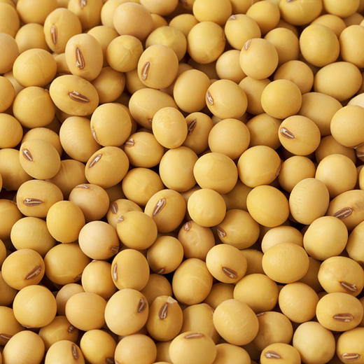 彩虹雨 有机杂粮 有机黄豆389g 满百包邮 商品图6