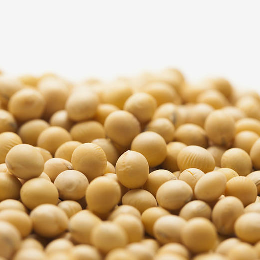 彩虹雨 有机杂粮 有机黄豆389g 满百包邮 商品图3