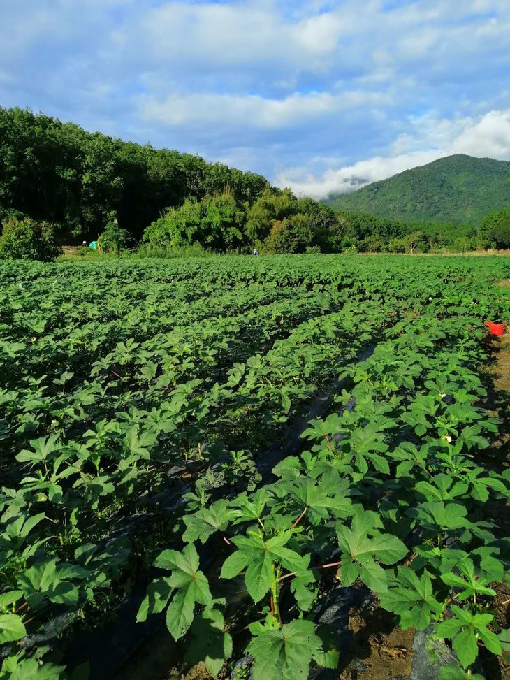 黄秋葵脆香辣味