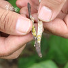 「小粒绿豆」清热降火 农家自然种植 商品缩略图3