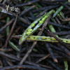 「小粒绿豆」清热降火 农家自然种植 商品缩略图4
