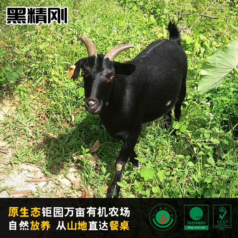 【黑精刚】茂名钜园农业山地放养黑山羊豪华礼盒装