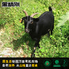 【黑精刚】茂名钜园农业山地放养黑山羊豪华礼盒装 商品缩略图0