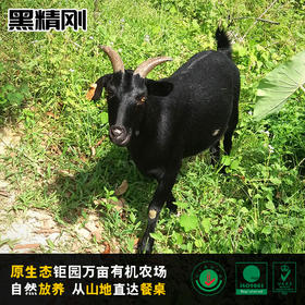 【黑精刚】茂名钜园农业山地放养黑山羊豪华礼盒装