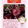 车厘子9行超大的硬货车厘子，果子炒鸡硬，口感特别甜，杆子碧绿脆甜多汁，味道浓郁。 商品缩略图8