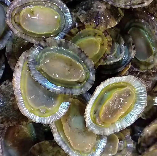 【海鲜精选】东山海鲜•野生将军帽 炖汤 加点当归 枸杞 缓解疲劳必备的汤  海边人视它为珍宝 1盒/1斤装 商品图1