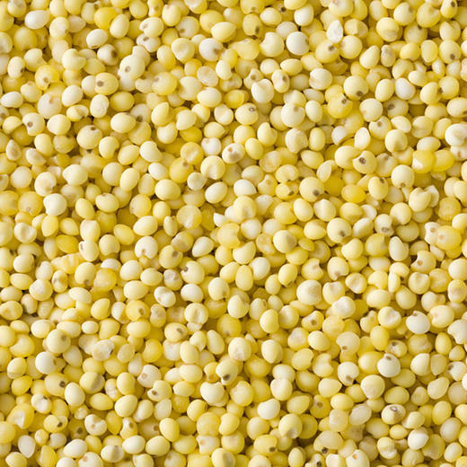 彩虹雨 有机杂粮  有机大黄米389g 满百包邮 商品图6