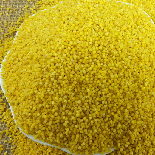 彩虹雨 有机杂粮 有机小米389g 满百包邮 商品图4