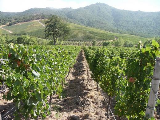 智利拉博斯特阿帕尔塔红葡萄酒Casa Lapostolle Clos Apalta2013 商品图2