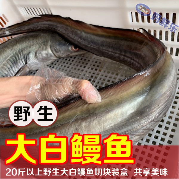 【野生大白鳗鱼（肉块）】新鲜鳗鱼肉块 10斤以上野生大白鳗鱼切块装盒 每盒净重约420g 顺丰冷链配送到家