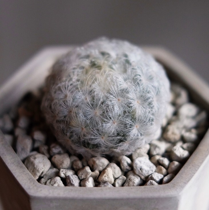 花治沙漠植栽-白星丸mammillaria plumosa