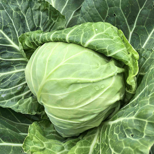 原生态有机包菜约1斤 商品图0