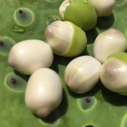 【农场直邮】野生莲子丨500g袋（洪湖） 商品图1