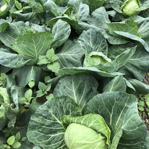 原生态有机包菜约1斤 商品图2