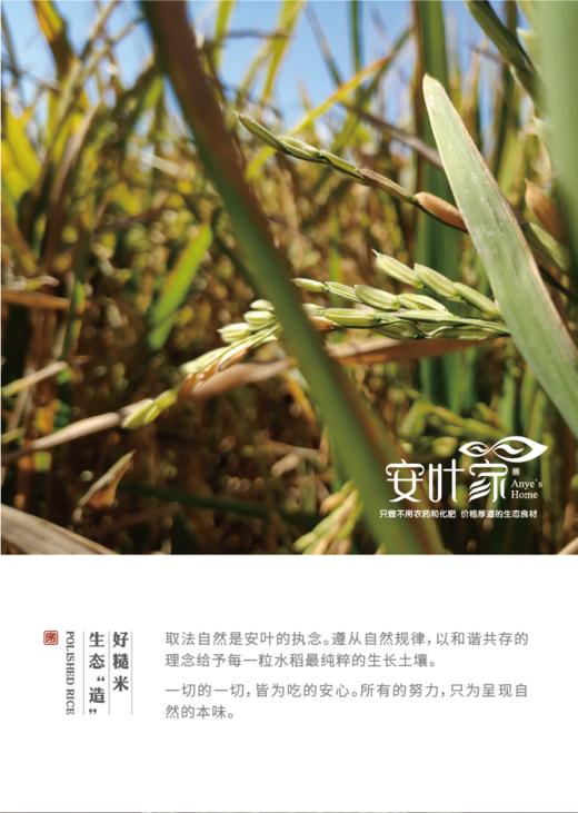 西双版纳生态老品种新糙米（粳米）5斤包邮 商品图1