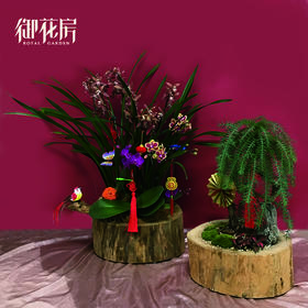 吉祥如意 · 盆栽（含花盆）