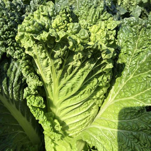 原生态有机青骨白菜每颗约500700克