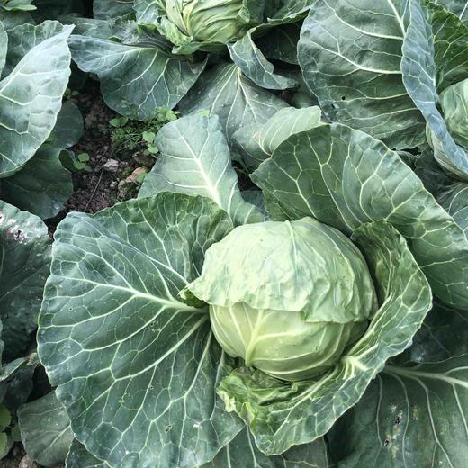 原生态有机包菜约1斤 商品图1