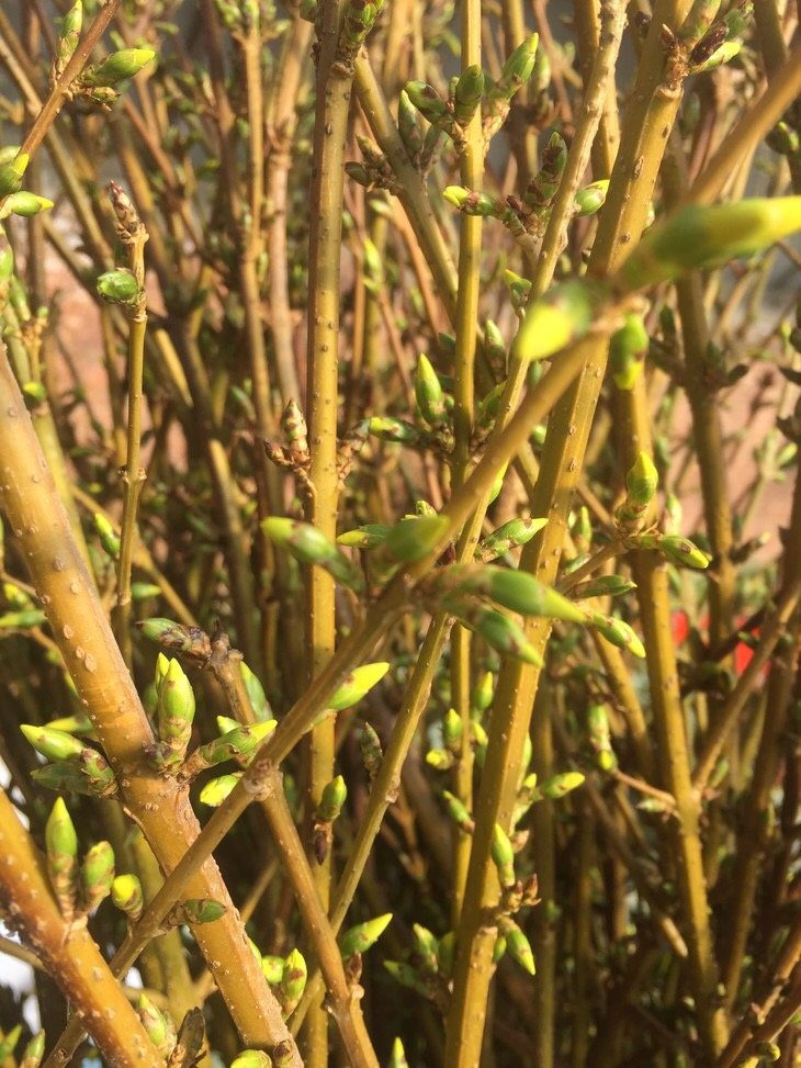 寸寸金10支团购299元