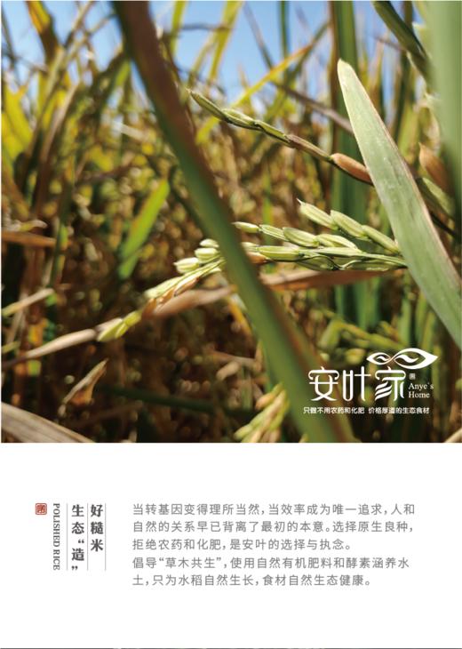 西双版纳老种子生态傣米（粳米米）5斤包邮 商品图1