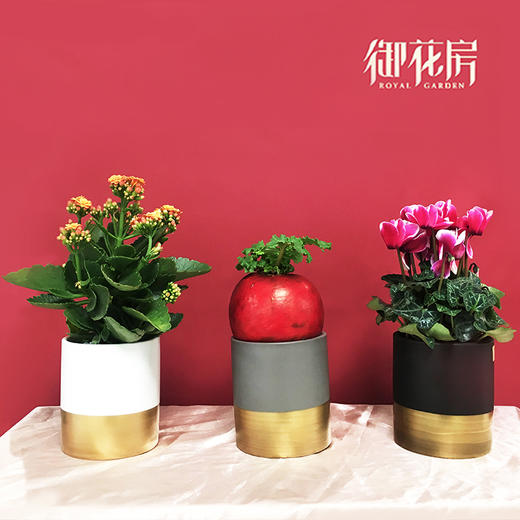 福禄寿组合 · 盆栽（含花盆） 商品图1