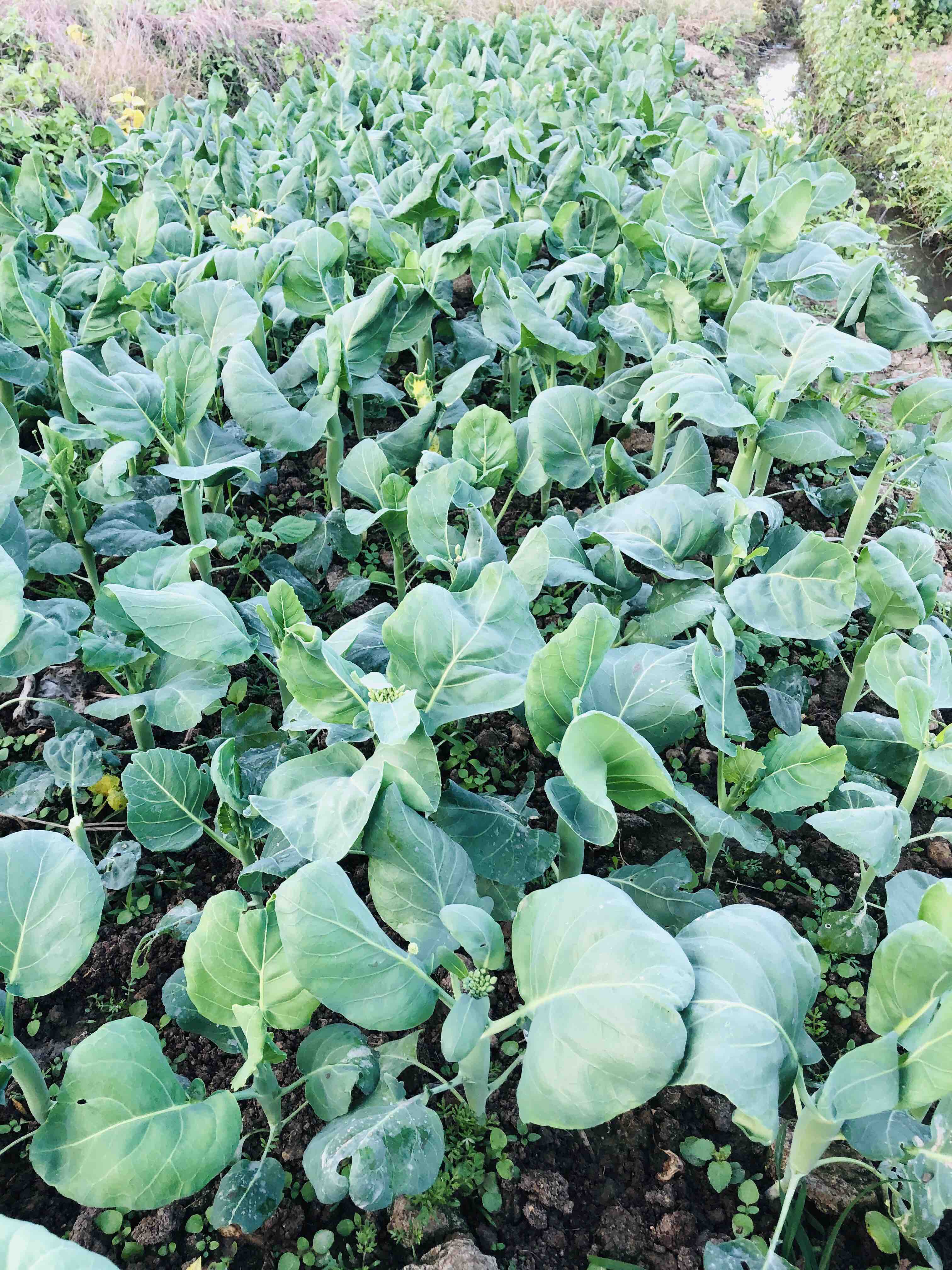 原生态香菇芥蓝500克 - 土潮农原生态有机农产品