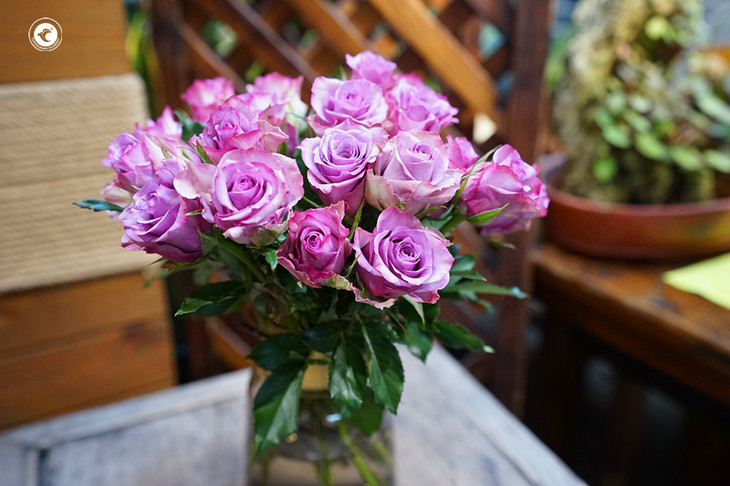 每周一花紫霞仙子玫瑰199元10枝1月1日2日可以提货喽