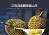 【猫山王榴莲】正宗D197液氮猫山王最新到货！最好吃的榴莲哦（后补差价） 商品缩略图4