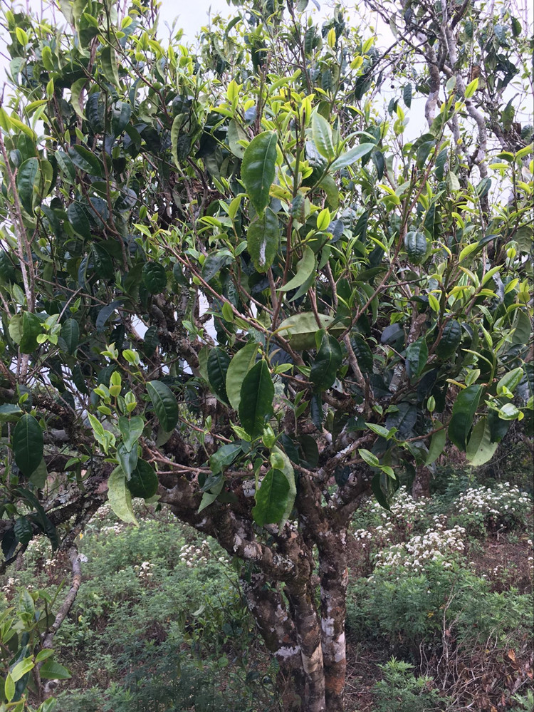 【三年前价格回馈内部客户限量84片21:00上架】17年布朗300年古树 7送