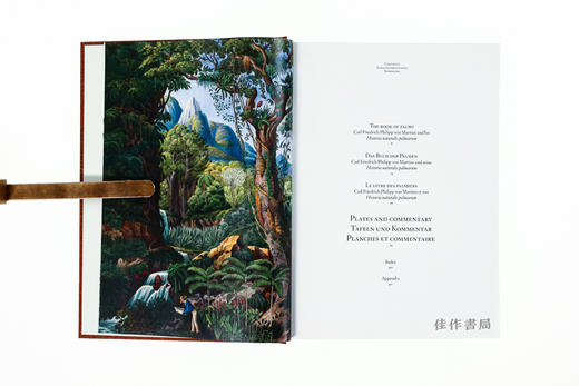 Martius: The Book of Palms /棕榈之书/ 原版画册 大开本 Taschen出版 商品图3