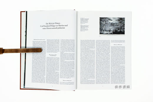 Martius: The Book of Palms /棕榈之书/ 原版画册 大开本 Taschen出版 商品图4