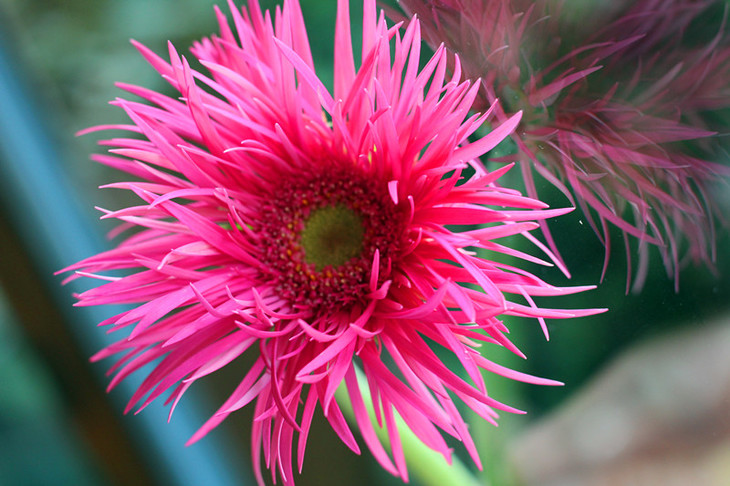 花粉福利拉丝非洲菊