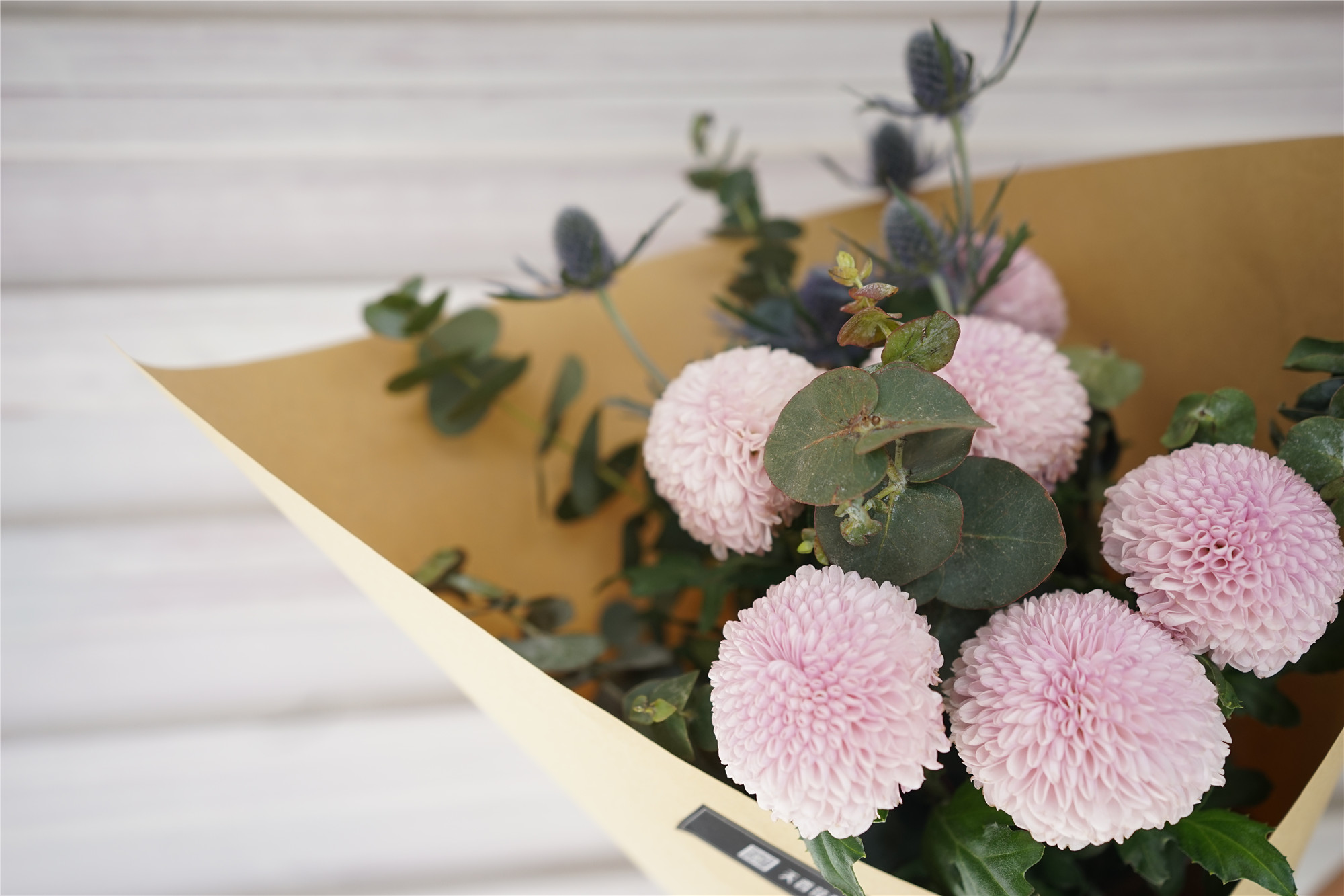 春日简花乒乓菊