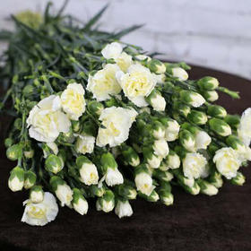 多头康乃馨·白色