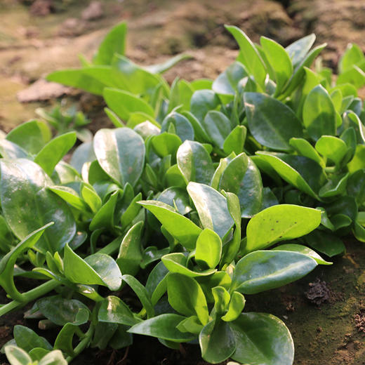 每日现摘  新鲜穿心莲  生态种植  口感清爽  凉拌食材  250g 商品图4