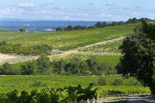 法国百年酒庄 获奖勒卡雷和慕林酒庄 干红葡萄酒 两瓶装 包邮 |百里食 商品图10