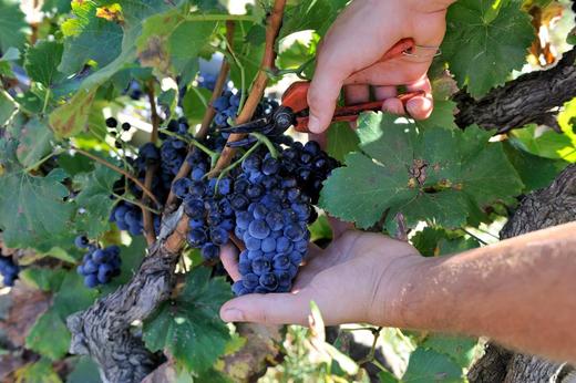 法国百年酒庄 获奖勒卡雷和慕林酒庄 干红葡萄酒 两瓶装 包邮 |百里食 商品图4