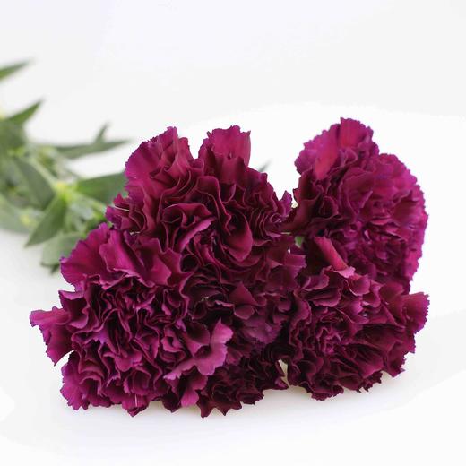 康乃馨·紫水晶 商品图0