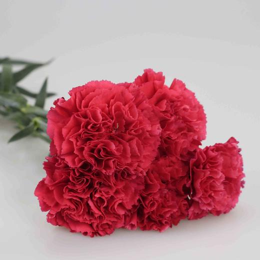 康乃馨·桃红 商品图0