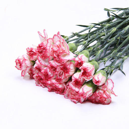 康乃馨·伊人 商品图0