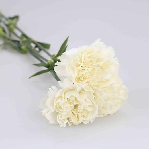 康乃馨·白色 商品图0